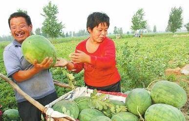 郸城县吃瓜视频,揭秘当地特色美食与风土人情