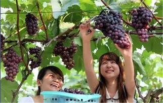 葡萄男友吃瓜女友视频,甜蜜互动引网友热议