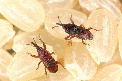 小瓜芽有虫吃怎么办视频,视频揭秘高效除虫方法