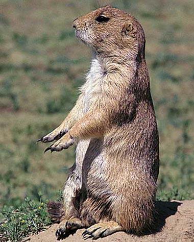 老鼠会吃土瓜吗图片视频,图片视频揭示真相