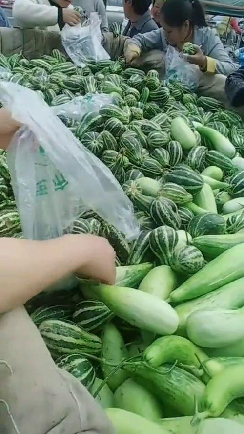 农村大叔免费吃瓜视频