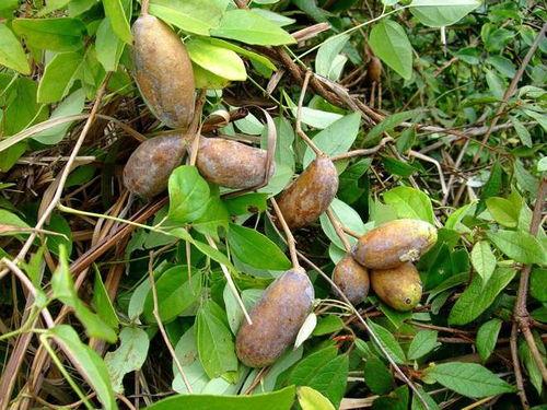 吃八月瓜解压的视频,天然美味，轻松释放生活压力