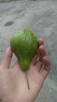 吃瓜视频艺术品怎么做,创意与娱乐的完美融合