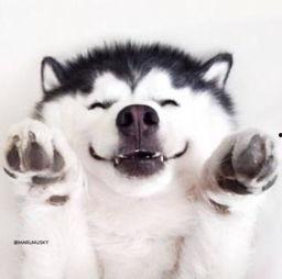 吃瓜群众宠物视频大全