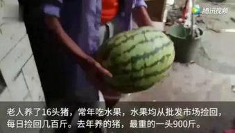 喂猪吃瓜视频大全集,视频大全集趣味回顾