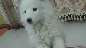 萨摩可以吃小瓜么吗视频,萨摩犬能否享用小瓜美食的揭秘