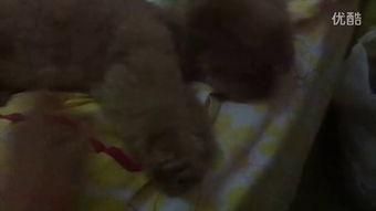 梅姐吃瓜视频,揭秘娱乐圈幕后真相