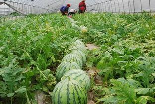 江西宜春吃瓜事件视频,江西宜春“吃瓜事件”引发社会热议