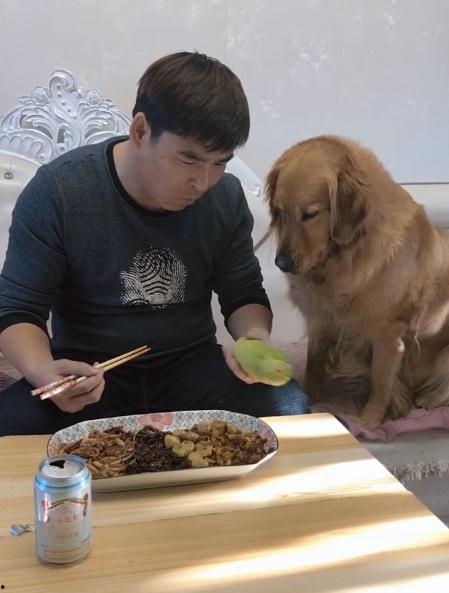 金毛吃瓜视频大全,萌态十足！