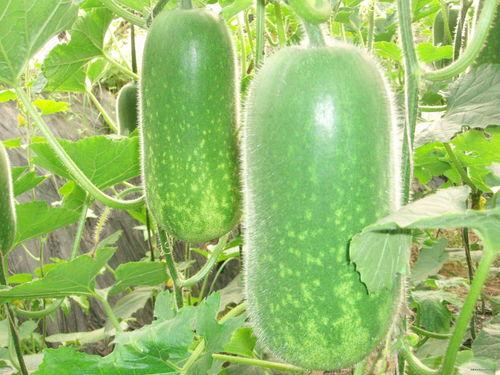 小白拉萨吃瓜视频大全,揭秘高原美食背后的故事