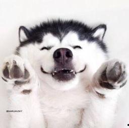 吃瓜群众狗狗视频大全,萌态百出视频大全