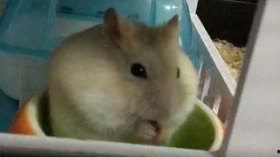 仓鼠宝宝吃瓜视频,萌态十足引网友爆笑