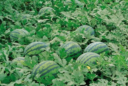 菜地吃瓜视频素材高清下载,捕捉田园生活趣味瞬间