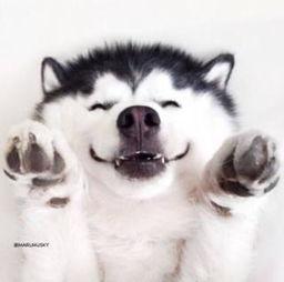 狗头吃瓜素材视频大全下载,盘点热门素材视频大全下载