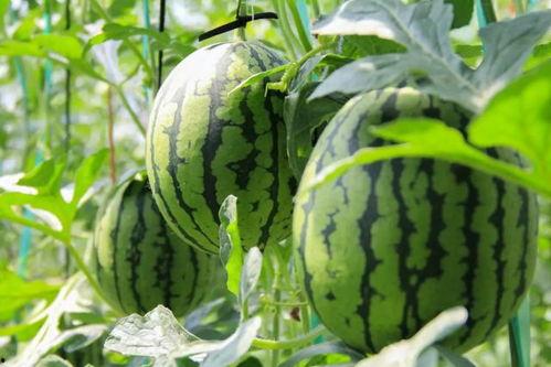 姑娘去摘西瓜吃瓜视频,姑娘摘瓜吃瓜，共享欢乐时光