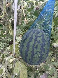 柳州生态吃瓜最新事件视频,一场引发热议的环保行动