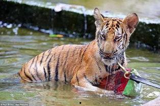 泰国小老虎吃挂蜜瓜视频,泰国小老虎甜蜜蜜瓜盛宴
