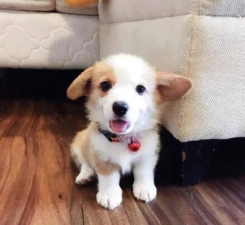 柯基吃瓜视频教程,轻松学会萌宠互动新技能