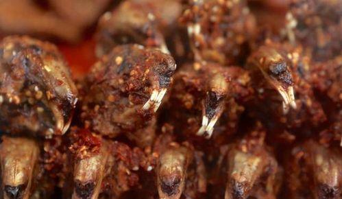 兔脑壳儿吃瓜视频,揭秘网络红人的瓜田奇遇