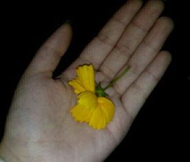 唱歌吃瓜视频大全,欢乐视听盛宴