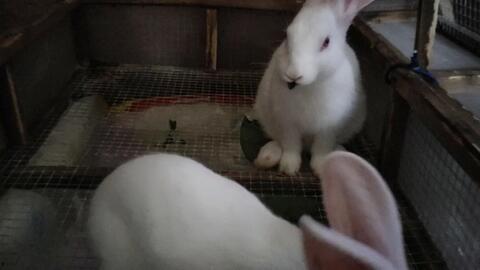 吃兔儿瓜需要刮皮吗视频,揭秘是否需要刮皮的秘密