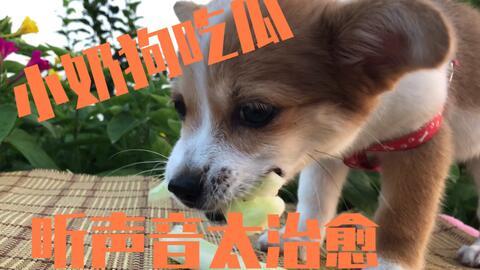 小奶狗吃大瓜视频,萌态十足引网友爆笑