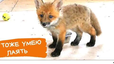 赤城赤狐吃瓜视频,揭秘野生狐狸的趣味生活