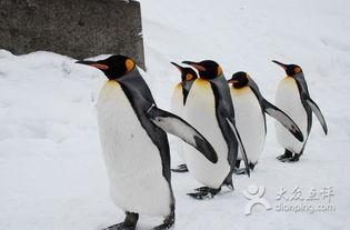 小企鹅吃哈密瓜视频大全,哈密瓜盛宴视频大盘点