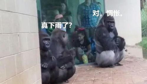 吃瓜像大猩猩的视频大全,趣味横生的动物搞笑瞬间大盘点