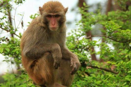 人吃瓜像猴子视频,趣味视频揭示人类与动物共通之处