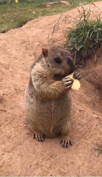 土拨鼠吃田瓜的故事视频,一场智慧与勇气的较量