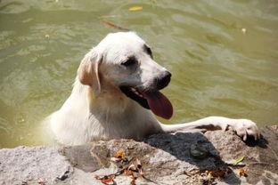 大狗可以吃哈密瓜吗视频