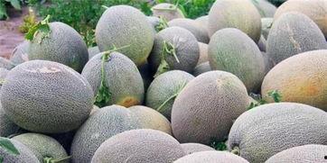 朋友们吃哈密瓜的视频,朋友们欢乐品尝哈密瓜瞬间