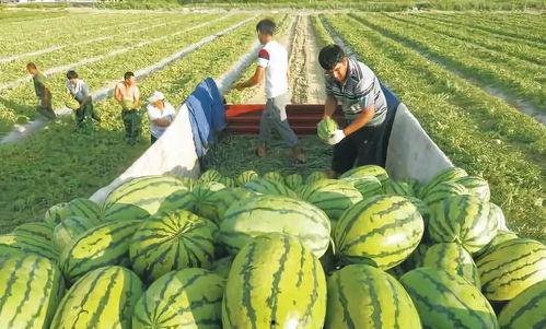 长江之水吃瓜视频,一场别开生面的吃瓜盛宴