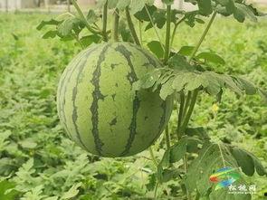 信宜吃瓜事件最新进展视频