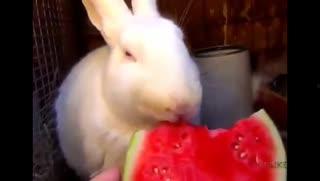 吃小瓜放屁吗视频大全,吃小瓜放屁视频大全，笑料百出，欢乐无限