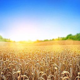 麦田吃瓜的视频素材,揭秘田间趣味瞬间