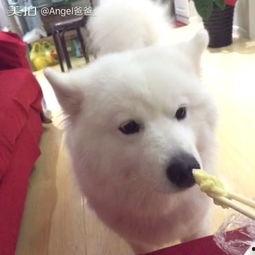 狗狗看主人吃瓜榴莲视频,表情逗趣萌态十足