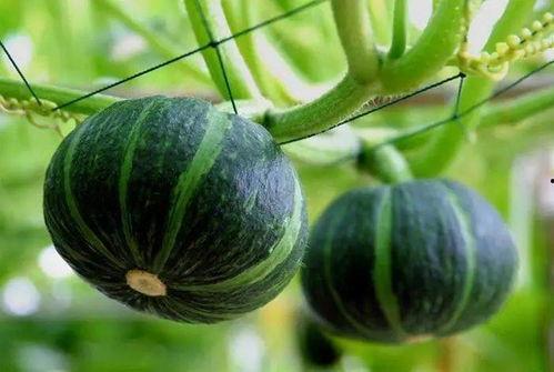 介休最近的吃瓜视频,揭秘当地美食背后的故事