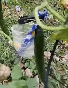 雷山吃瓜事件真相视频