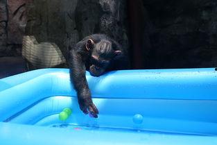 猩猩吃瓜的视频,萌态十足引网友热议