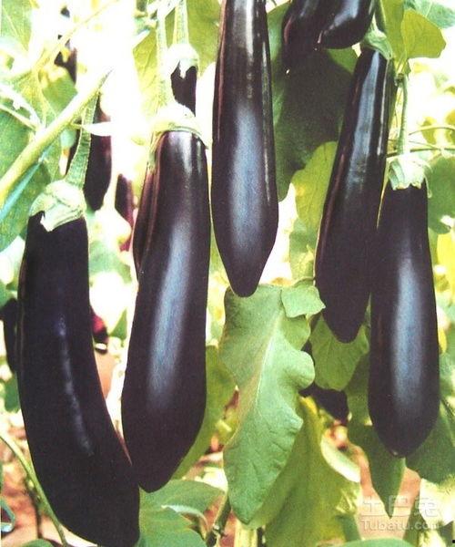 美女吃茄瓜视频大全下载,美女品尝茄瓜，精彩瞬间大盘点