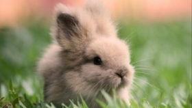 兔子视频吃瓜,揭秘吃瓜背后的趣味与真相