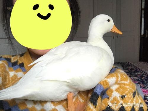 柯尔鸭吃瓜视频大全集,萌态百出大盘点