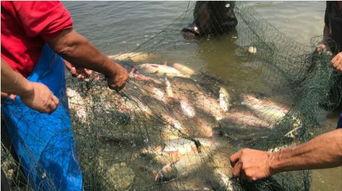 大鱼儿吃瓜视频,揭秘网络热点的幕后故事