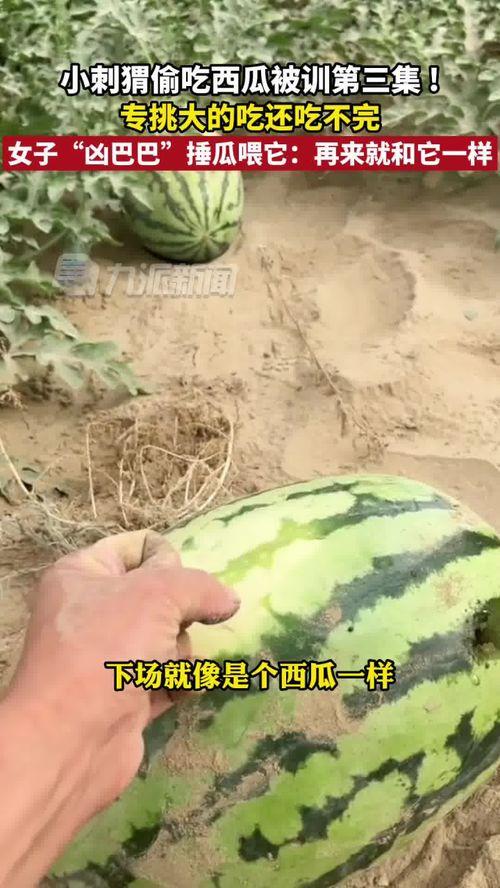 刺猬吃瓜教训视频,警惕生活中的小陷阱