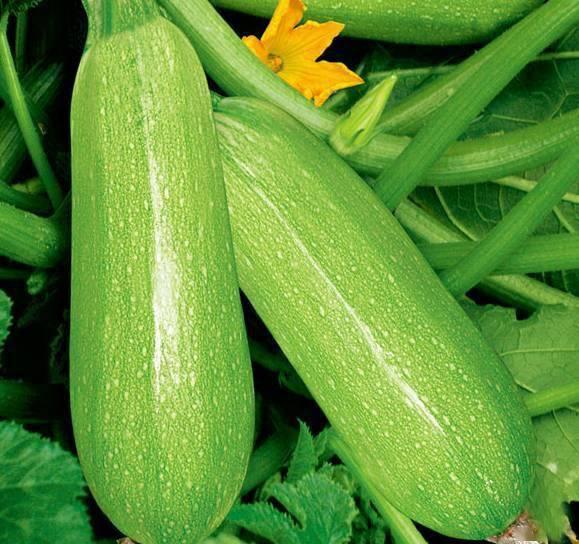 宝宝吃白瓜视频